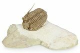 Exceptional Prochasmops Nasutus Trilobite - Russia #255350-2